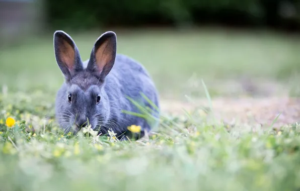 Flowers, nature, grey, Grass, Rabbit