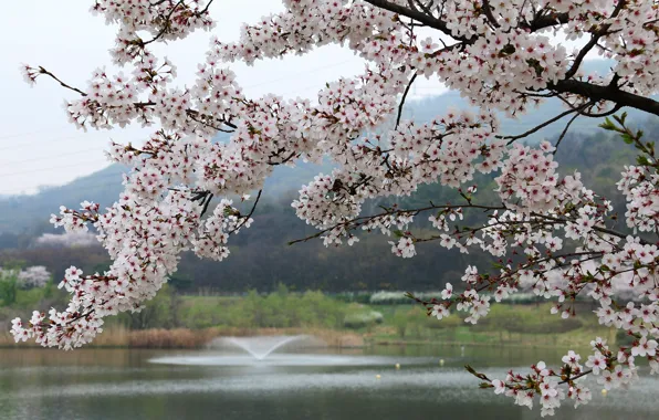 Flowers, branches, nature, spring, Sakura, flowering, pond