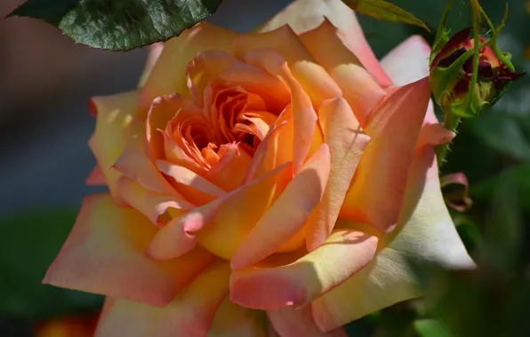 Picture macro, rose, Bud, beauty
