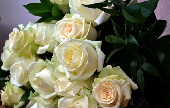 Picture roses, bouquet, white roses