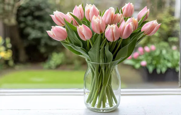 Glass, flowers, nature, bouquet, spring, garden, window, tulips