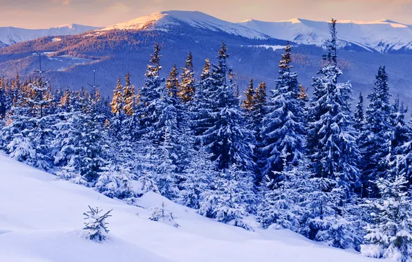 Picture snow, trees, sunset, mountains, Winter, beauty, the evening