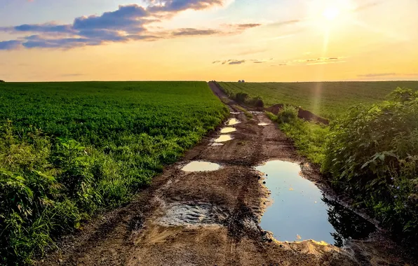 Road, field, puddle