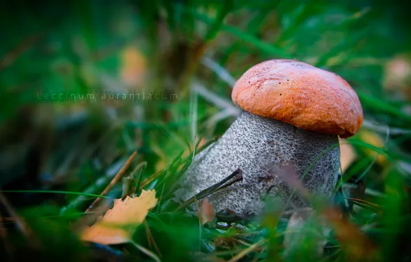 Mushroom, Red-capped scaber stalk, leccinum aurantiacum