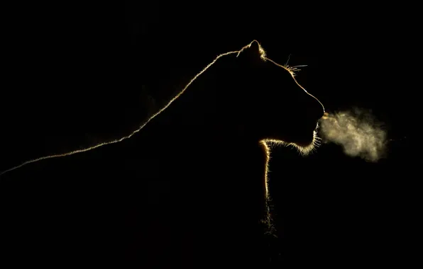 Light, night, breath, silhouette, lioness, South Africa, Sabi Sand Game Reserve