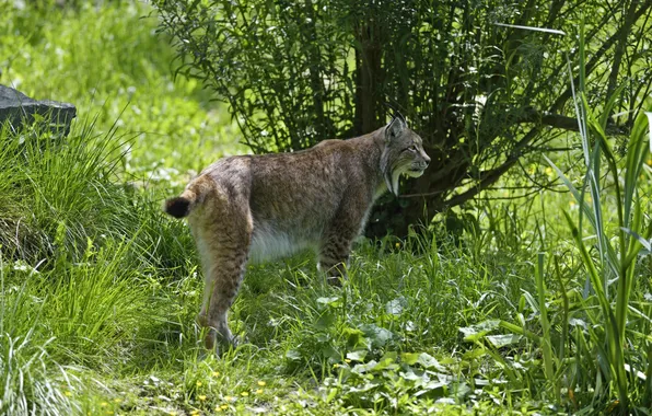 Picture cat, grass, nature, profile, lynx
