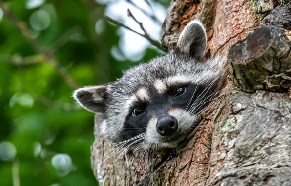 Picture look, face, trees, portrait, raccoon