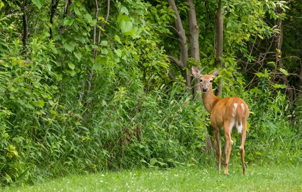 Picture forest, nature, mammal, European ROE deer
