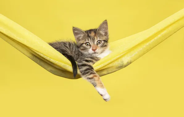 Cat, look, pose, kitty, hammock, fabric, lies, face