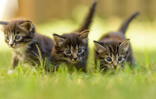 Picture greens, summer, grass, blur, kittens, grey, three