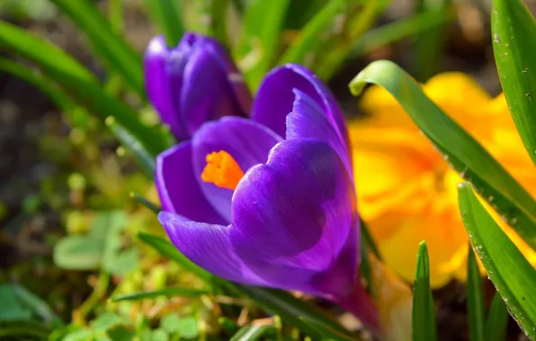 Crocuses, Crocuses, Purple flowers, Purple flowers