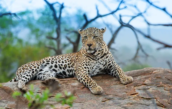 Picture leopard, look, lies, nature, face, branches