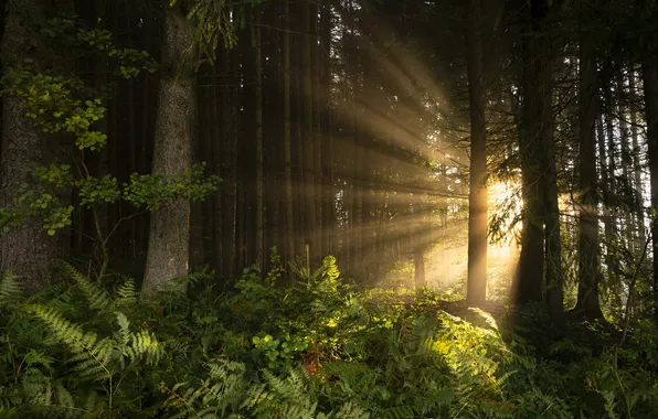 Picture forest, the sun, rays, light, trees, nature