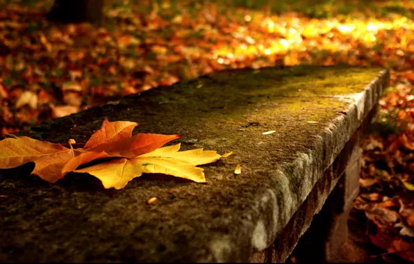 Autumn, leaves, macro, trees, nature