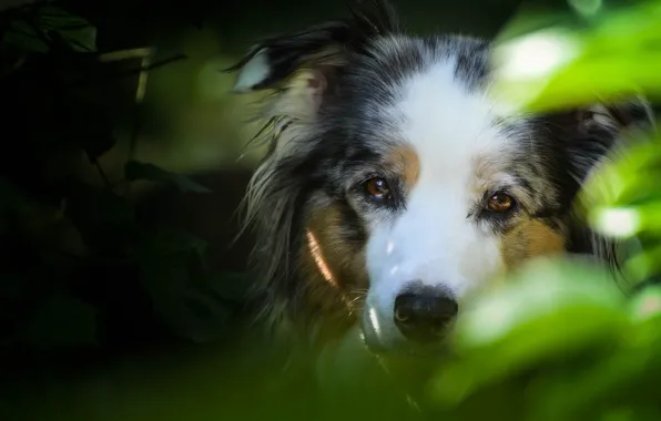 Look, face, the dark background, foliage, portrait, dog, Australian shepherd, Aussie