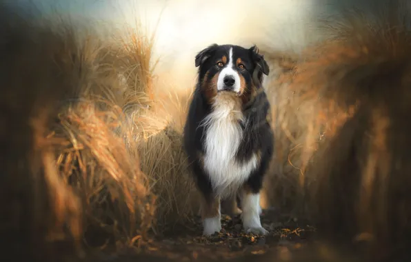 Picture field, look, nature, background, rye, dog, spikelets, ears