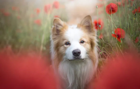 Summer, look, flowers, nature, Maki, portrait, dog, face