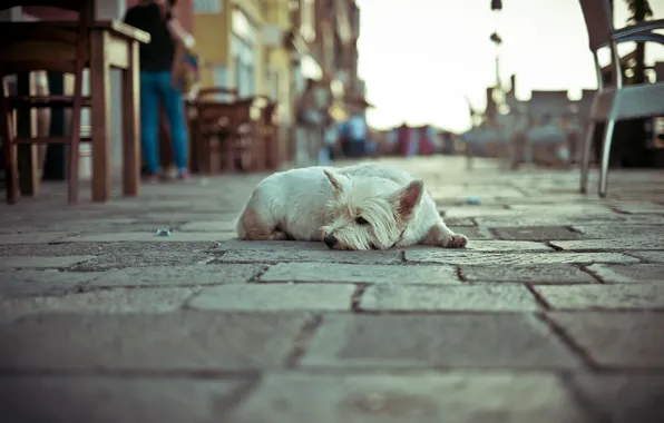 Picture loneliness, street, dog