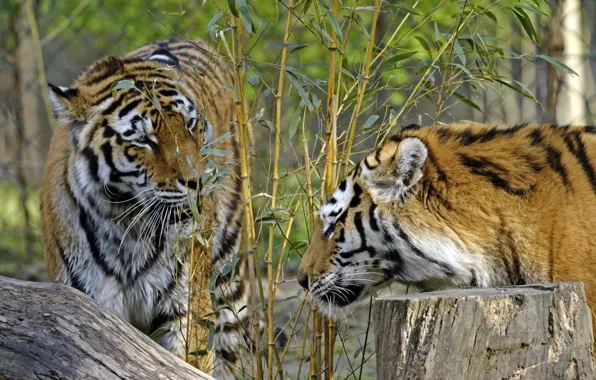 Picture cats, tiger, Bush, stump, bamboo, pair, profile, Amur