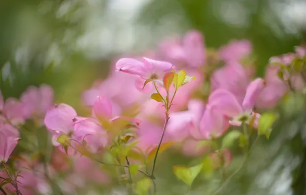 Leaves, flowers, branches, Bush, blur, spring, pink, flowering