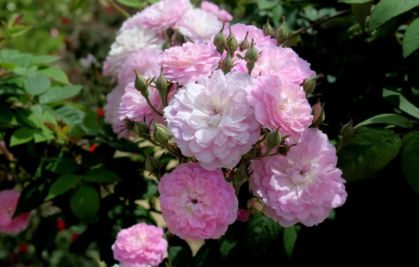 Leaves, light, flowers, branches, the dark background, roses, garden, pink
