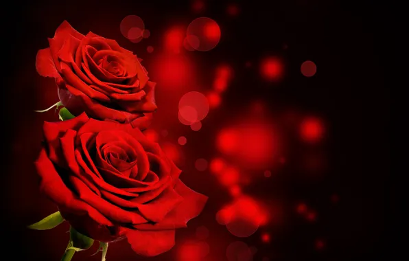 Roses, red, black, flowers, roses