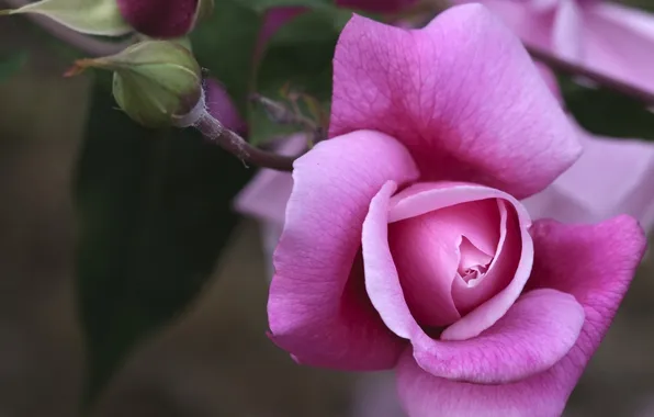 Picture rose, grey background, Purple