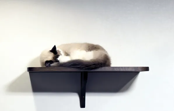 Cat, wall, shelf