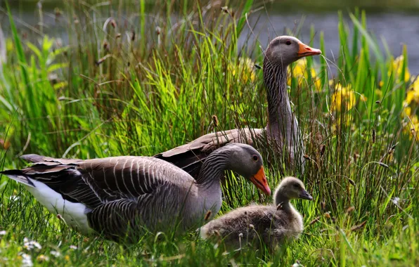 Greens, summer, grass, birds, shore, spring, baby, family