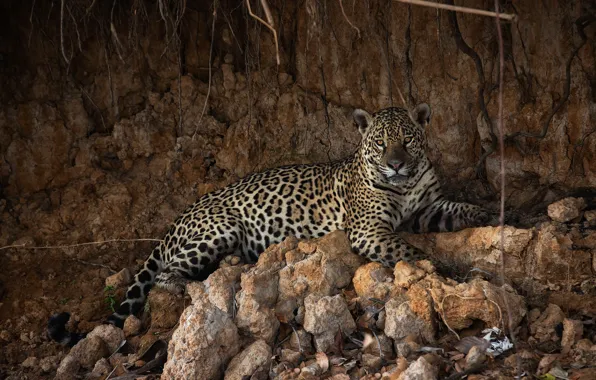 Picture look, stones, lies, Jaguar