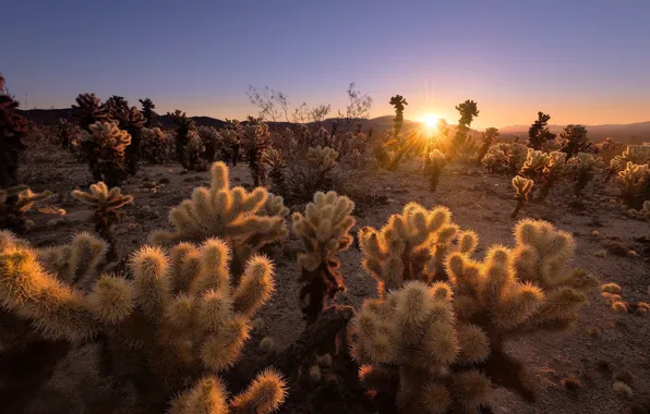 Picture the sun, rays, trees, landscape, nature, dawn, morning, cacti