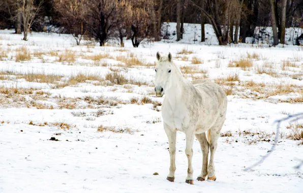 Winter, field, snow, horse