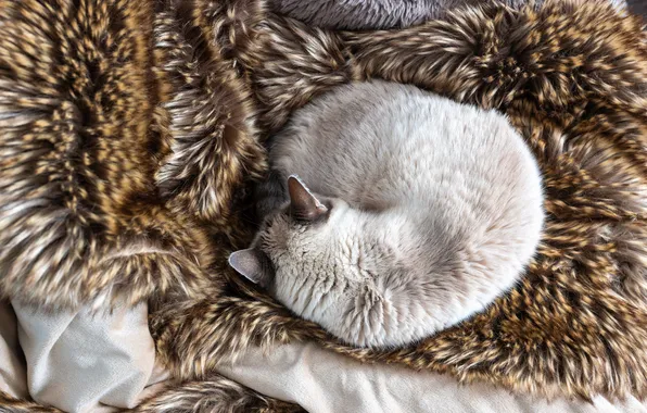 Cat, cat, pose, grey, sleep, skin, sleeping, fur