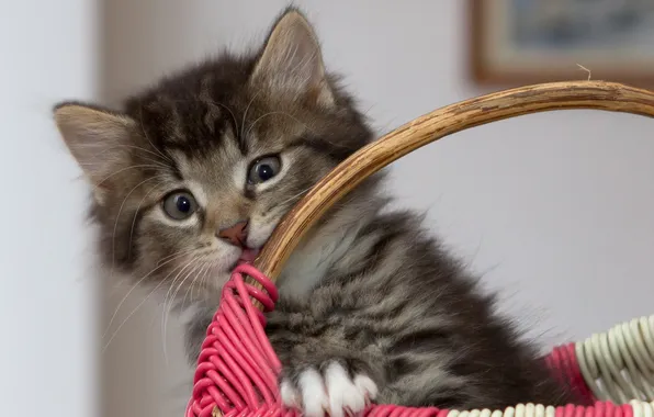 Cat, cat, kitty, basket