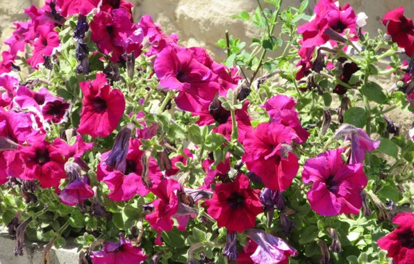 Flowers, bright, Sunny, flowerbed, Petunia, petunias, Mamala ©, summer 2018