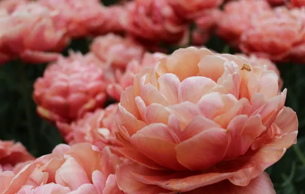 Picture pink, flowers, beautiful, peonies