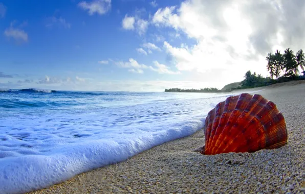 Picture sand, beach, the ocean, shell