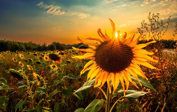 Summer, light, sunflower