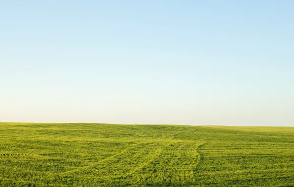 Picture field, the sky, grass, horizon, green