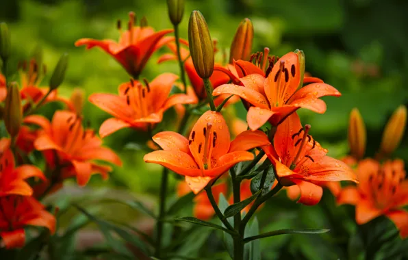 Water, drops, flowers, nature, Lily, buds