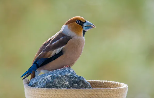 Birds, feeder, Grosbeak, photohunt