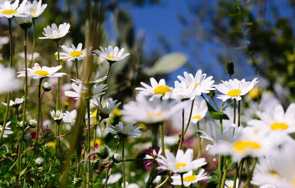 Summer, chamomile, loves me - loves me not