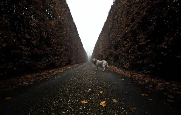 Picture road, look, each, dog