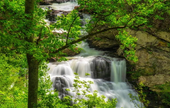 Greens, trees, branches, stream, stones, rocks, foliage, waterfall