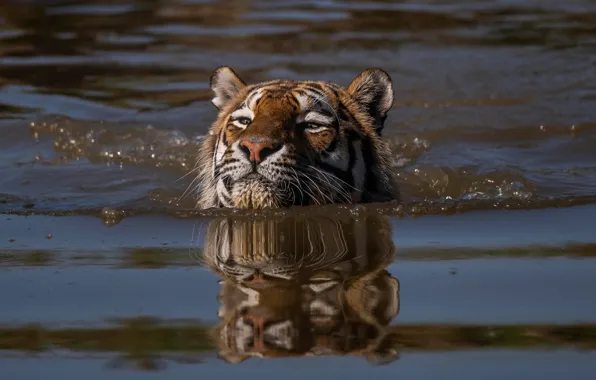 Face, water, tiger, swim, head, swimmer, wild cat