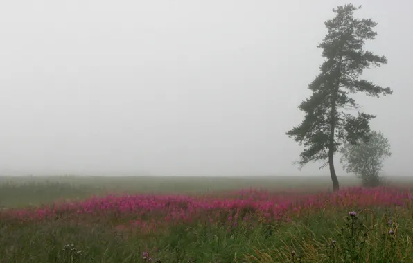 Picture field, tree, Fog