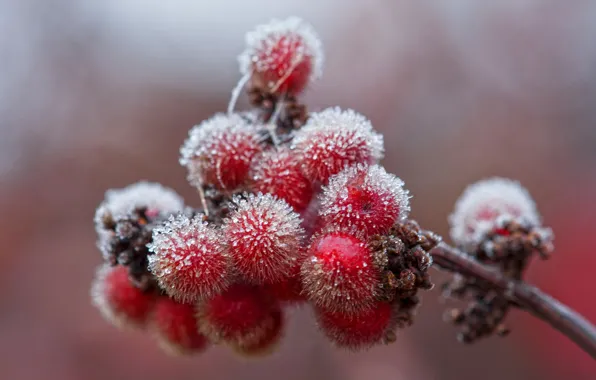 Ice, frost, autumn, berries, branch, crystals