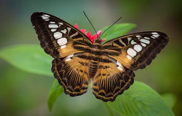 Flower, leaves, macro, butterfly, wings, beautiful, closeup