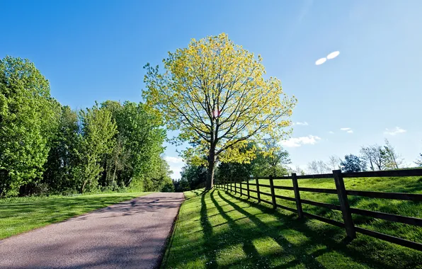 Picture road, landscape, tree, the fence