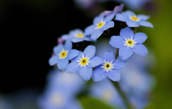 Summer, flowers, nature, blue, forget-me-nots